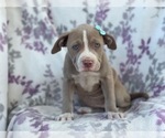 Small Photo #14 American Bully Puppy For Sale in LAKELAND, FL, USA