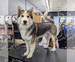 Small #6 Siberian Husky