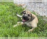 Small #1 Mutt