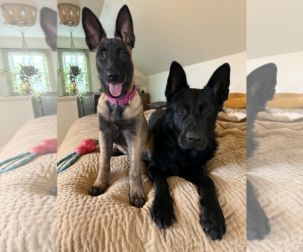 Medium Photo #14 Mutt Puppy For Sale in Gretna, NE, USA