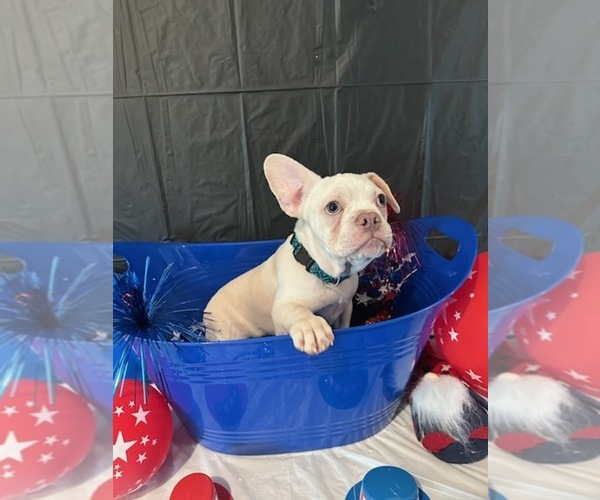 Medium Photo #1 French Bulldog Puppy For Sale in DUBLIN, CA, USA