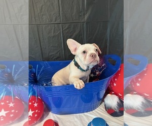 French Bulldog Puppy for sale in DUBLIN, CA, USA