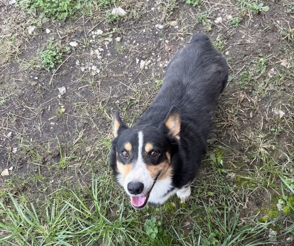 Medium Photo #1 Pembroke Welsh Corgi Puppy For Sale in BELPRE, OH, USA