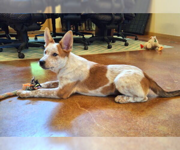 Medium Photo #3 Red Heeler-Unknown Mix Puppy For Sale in Mountain View, AR, USA