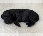 Small Photo #8 Poodle (Standard) Puppy For Sale in COMMERCE, GA, USA