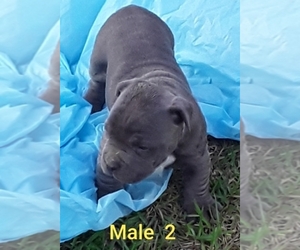 American Bully Puppy for sale in JESUP, GA, USA