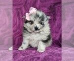 Small Photo #5 Pomeranian Puppy For Sale in LINCOLN UNIV, PA, USA