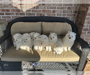 Samoyed Puppy for sale in WARFORDSBURG, PA, USA
