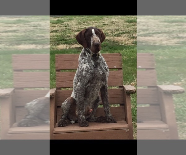 Medium Photo #5 German Wirehaired Pointer Puppy For Sale in PARSONS, KS, USA