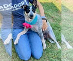 Feyre - Female Mutt Dog for Adoption - Small photo