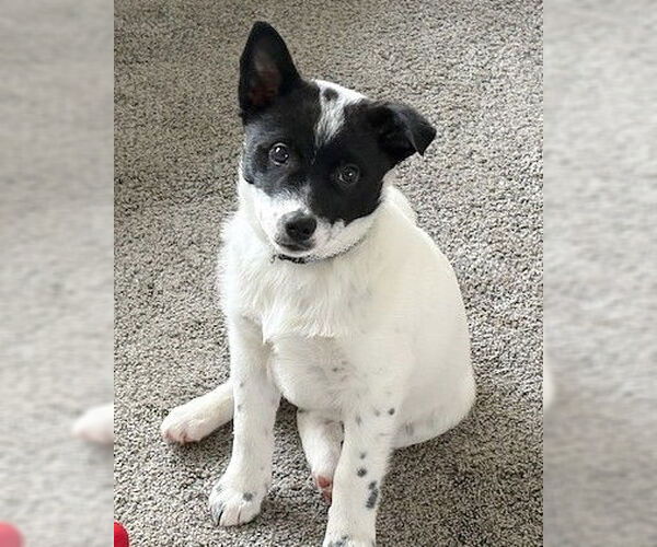 Medium Photo #3 Australian Shepherd-Unknown Mix Puppy For Sale in Genesee, WI, USA
