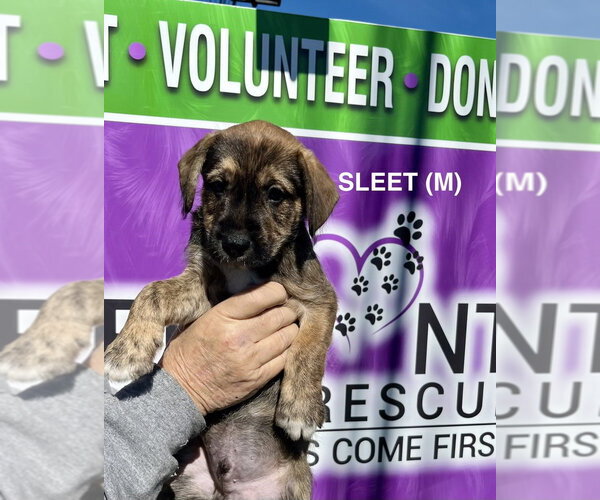 Medium Photo #3 Boxer-Unknown Mix Puppy For Sale in Mooresville, NC, USA