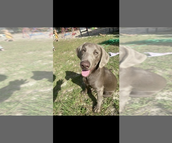 Medium Photo #1 Labrador Retriever Puppy For Sale in WEEKI WACHEE, FL, USA