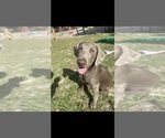 Small Photo #1 Labrador Retriever Puppy For Sale in WEEKI WACHEE, FL, USA