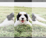 Small Photo #1 Bernedoodle Puppy For Sale in DAYTONA BEACH, FL, USA