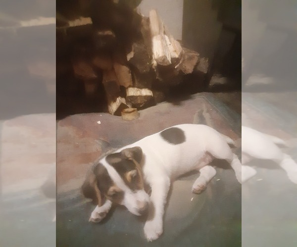 Medium Photo #1 Jack Russell Terrier Puppy For Sale in INVERNESS, FL, USA