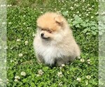 Image preview for Ad Listing. Nickname: OLIVER