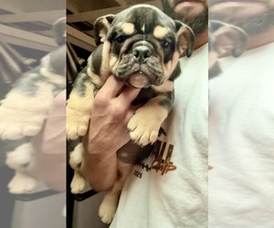 English Bulldog Puppy for sale in SAINT LOUIS, MO, USA
