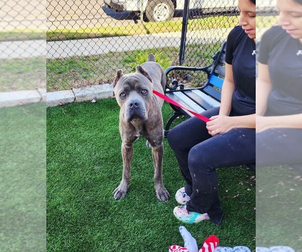 Medium Photo #3 Mutt Puppy For Sale in Perth Amboy, NJ, USA