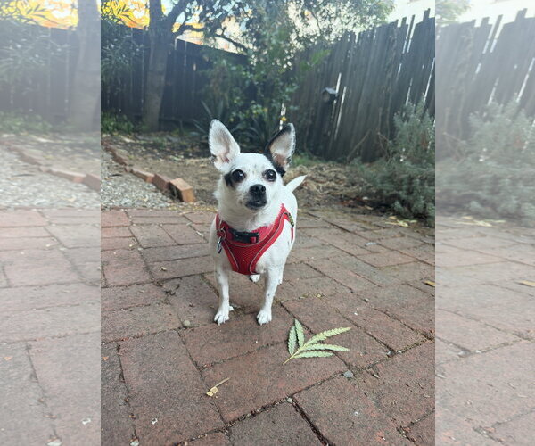 Medium Photo #2 Chihuahua-Unknown Mix Puppy For Sale in San Francisco, CA, USA
