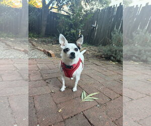 Biscuit - Female Chihuahua-Unknown Mix Dog for Adoption - Photo #2