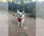 Small Photo #2 Chihuahua-Unknown Mix Puppy For Sale in San Francisco, CA, USA