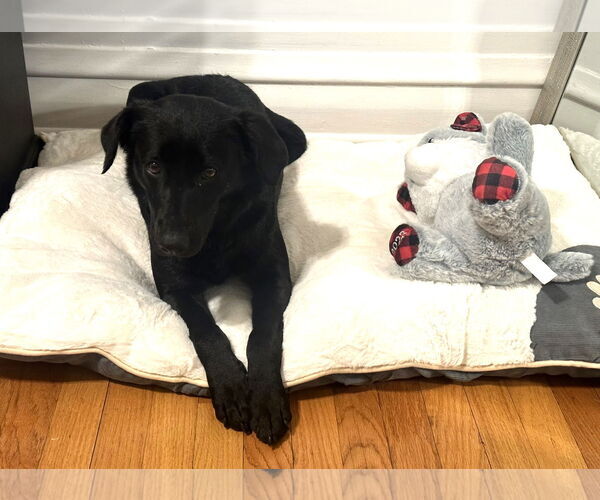 Medium Photo #3 Labrador Retriever-Unknown Mix Puppy For Sale in Wheaton, IL, USA