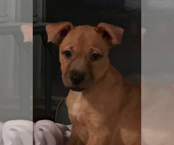 Medium Photo #8 Mutt Puppy For Sale in Spring, TX, USA