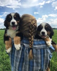 Bernese Mountain Dog Puppy for sale in FRANKFORT, IN, USA