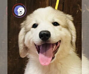 Great Pyrenees Dogs for adoption in Spring, TX, USA