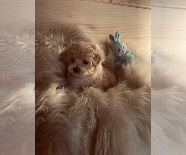 Medium Photo #1 Maltipoo Puppy For Sale in CROSSVILLE, TN, USA