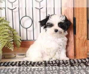Maltipoo Puppy for sale in NAPLES, FL, USA