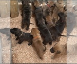 Small Photo #3 Cane Corso-Dogue de Bordeaux Mix Puppy For Sale in GIG HARBOR, WA, USA