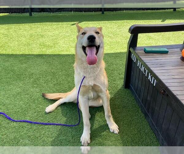 Medium Photo #1 German Shepherd Dog-Unknown Mix Puppy For Sale in Orange, CA, USA