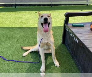 German Shepherd Dog-Unknown Mix Dogs for adoption in Orange, CA, USA