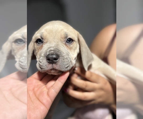 Medium Photo #6 Cane Corso Puppy For Sale in COMPTON, CA, USA