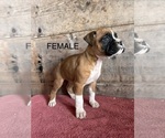 Small #4 Boxer