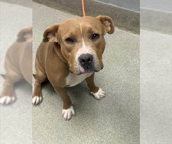 Medium Photo #1 American Pit Bull Terrier-Unknown Mix Puppy For Sale in Las Vegas, NV, USA