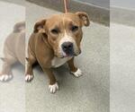 Small American Pit Bull Terrier Mix