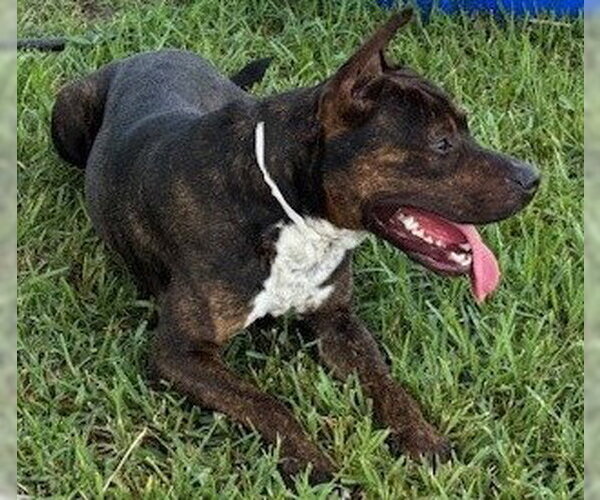 Medium Photo #4 Plott Hound-Unknown Mix Puppy For Sale in Houston, TX, USA