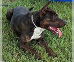 Small #3 Plott Hound Mix