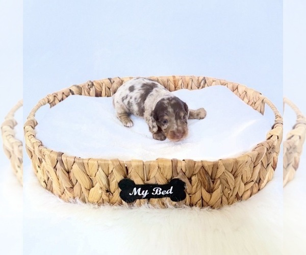 Medium Photo #3 Dachshund Puppy For Sale in DAVIS, CA, USA