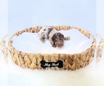 Small #2 Dachshund