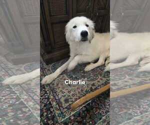 Great Pyrenees Dogs for adoption in MIDWAY, UT, USA