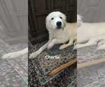 Small Great Pyrenees