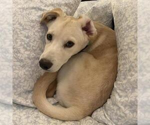 Ricky - Male Labrador Retriever-Unknown Mix Dog for Adoption - Photo #3