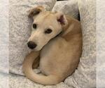 Small Photo #3 Labrador Retriever-Unknown Mix Puppy For Sale in San Diego, CA, USA