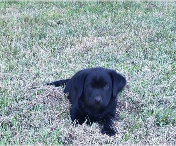 Medium Photo #14 Labrador Retriever Puppy For Sale in OLYMPIA, WA, USA