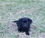 Small #13 Labrador Retriever