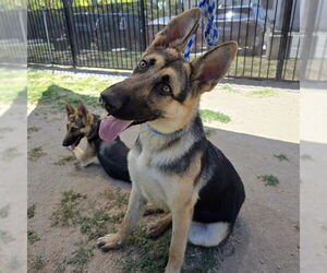 German Shepherd Dog Dogs for adoption in Long Beach, CA, USA